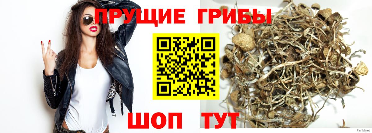 продажа наркотиков  Псилоцибиновые грибы Psilocybine cubensis  Галлюциногенные грибы Cubensis  Вход с VPN  Владимир 